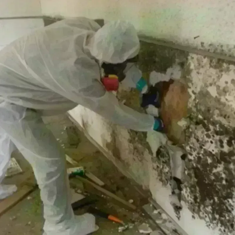 Mold Remediation and Removal in Barrett, TX